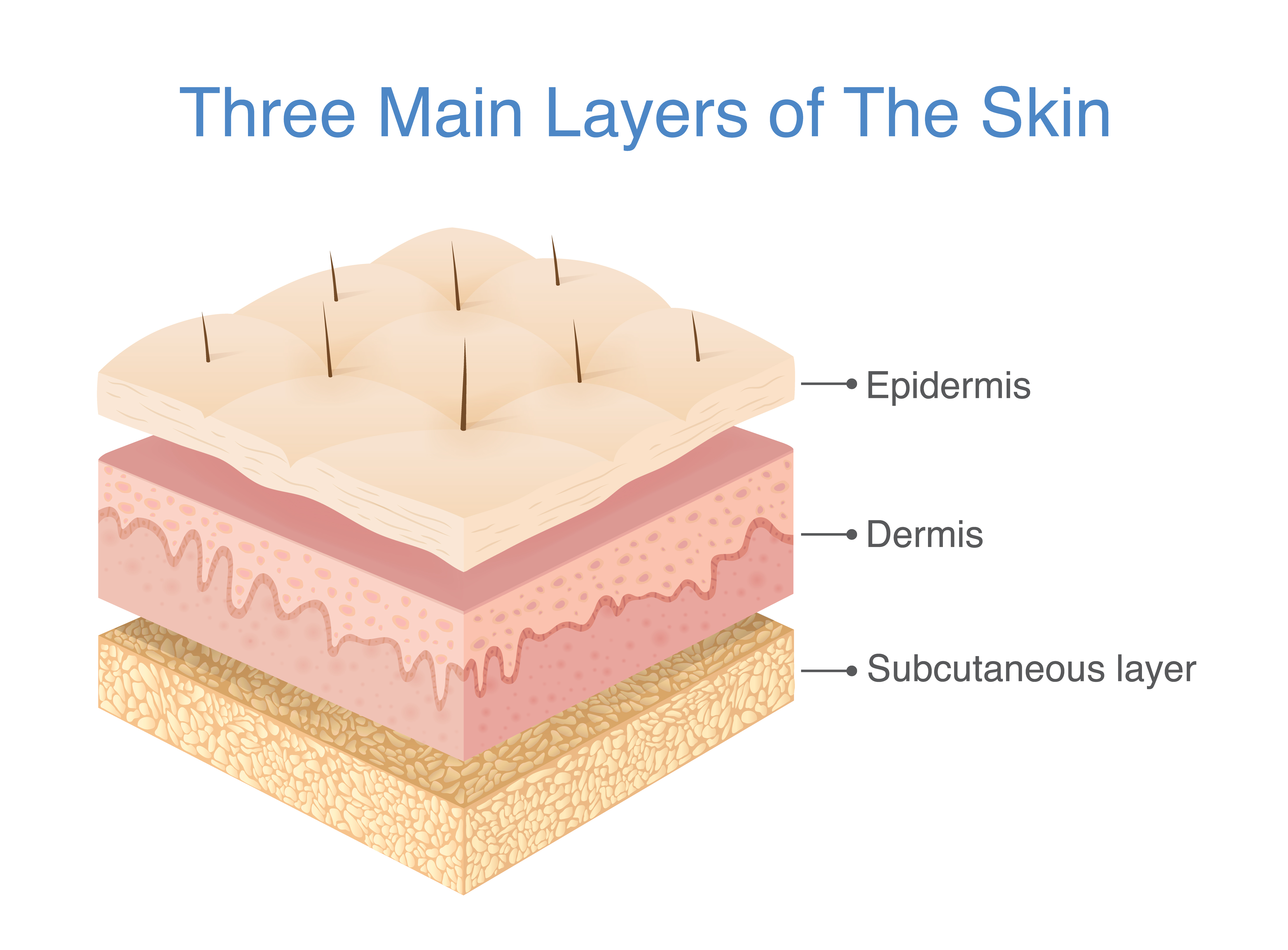 Skin Structure And Layers Skin Anatomy Skin Structure Dermal Fillers ...